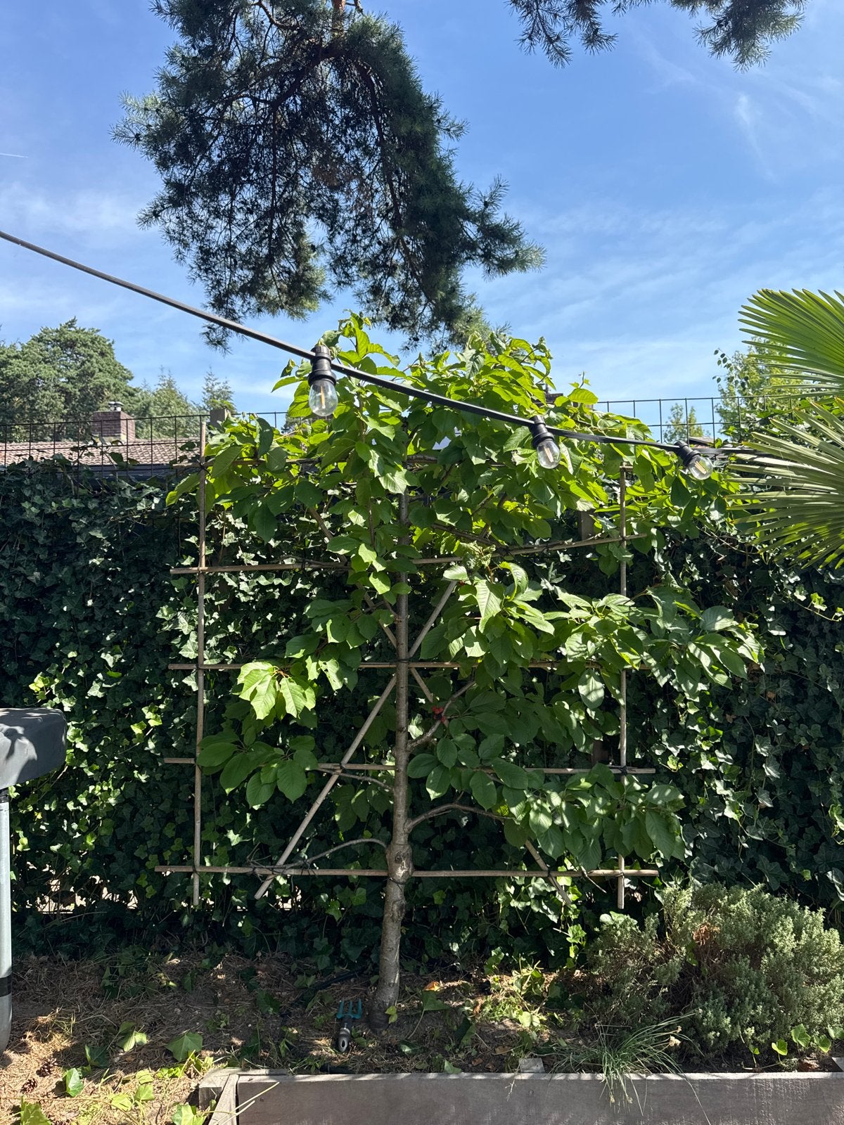 Kersen Leiboom, Ophalen, Volle zon, Vaste plant, Fruitplanten
