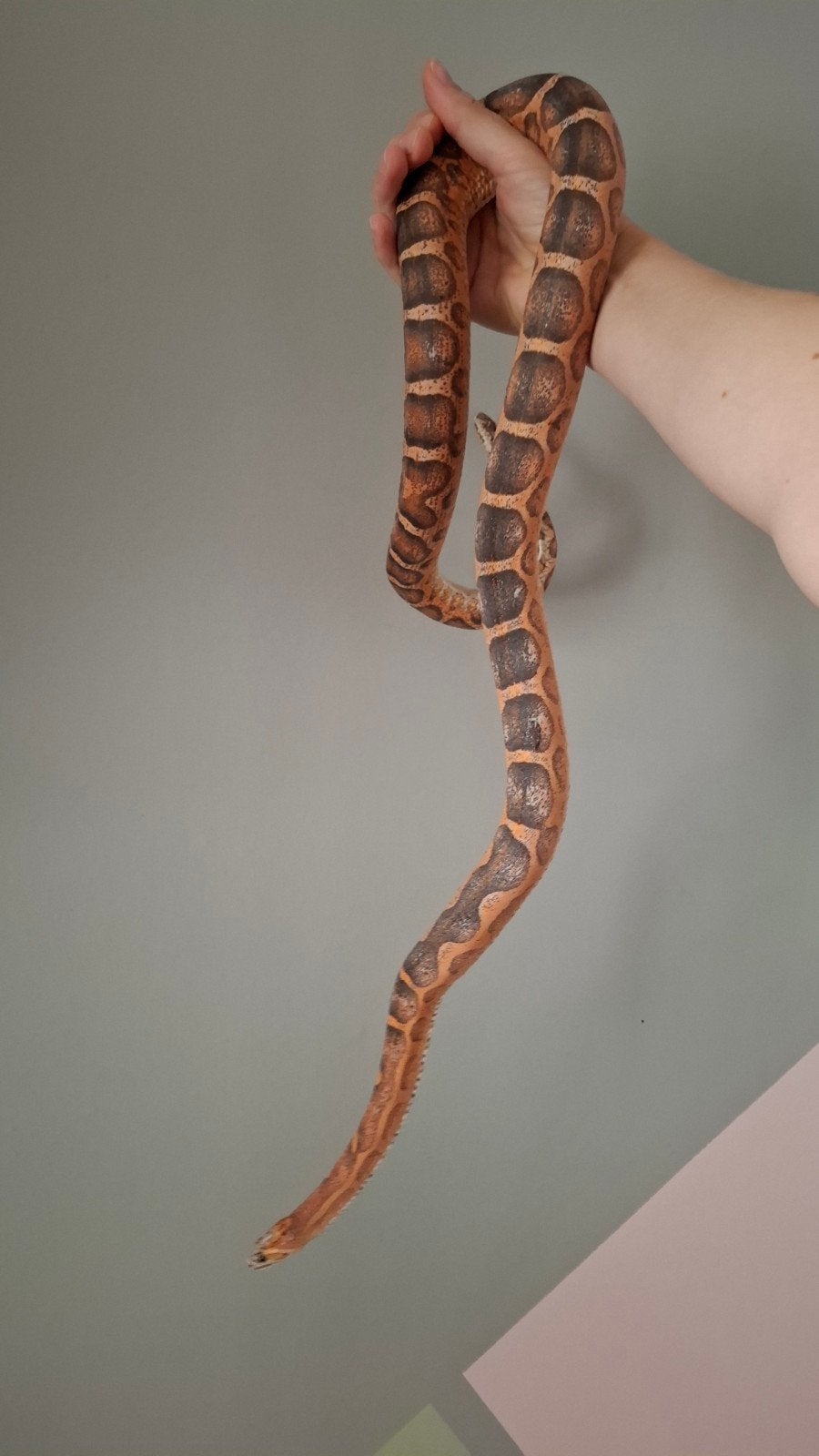 pantherophis guttatus 1.0 scaleless Corn Snake photo 2