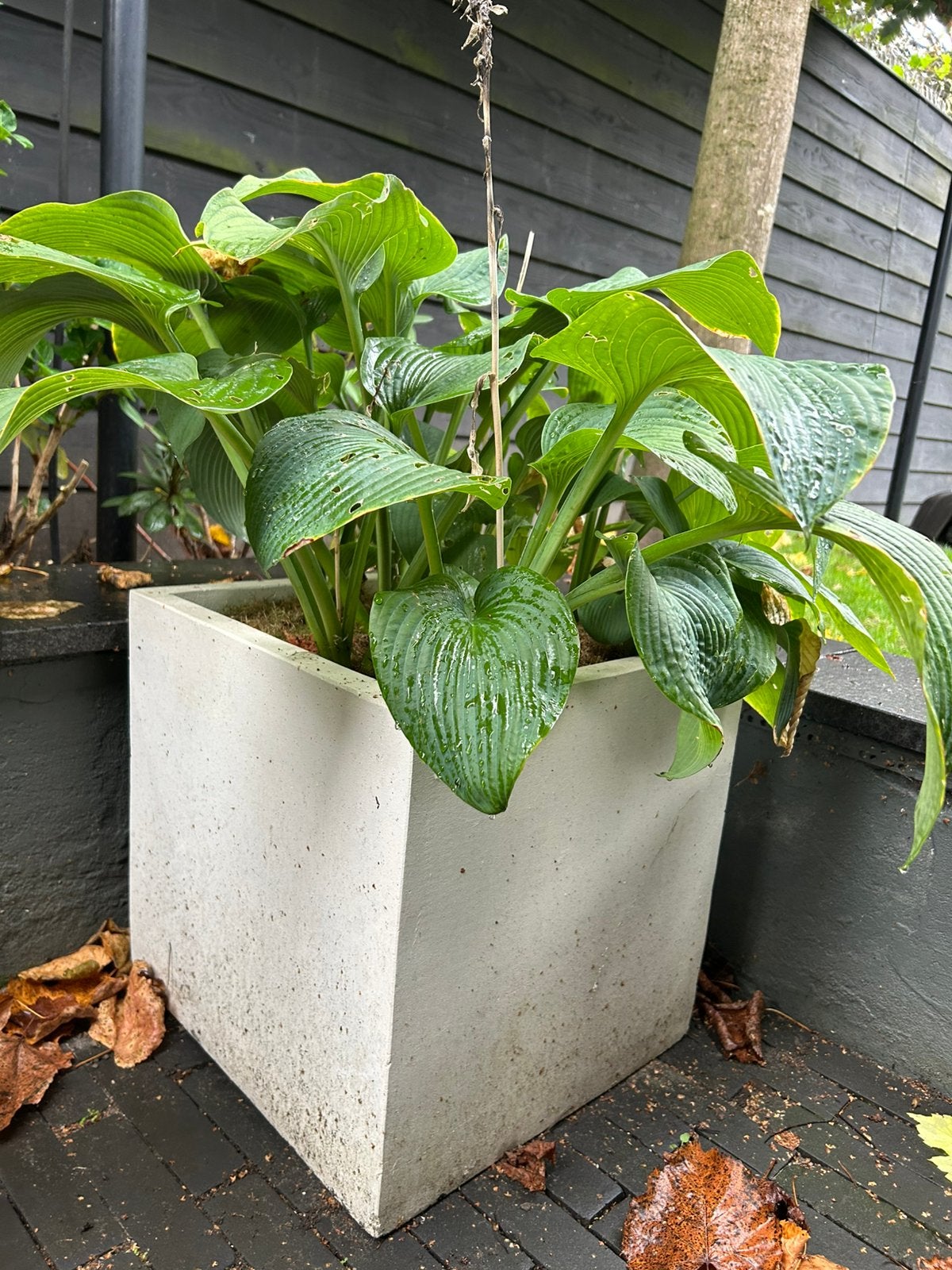 Plantenbakken van beton 3 stuks vierkant, Tuin en Terras, Ophalen, Gebruikt, Minder dan 60 cm, Vierkant