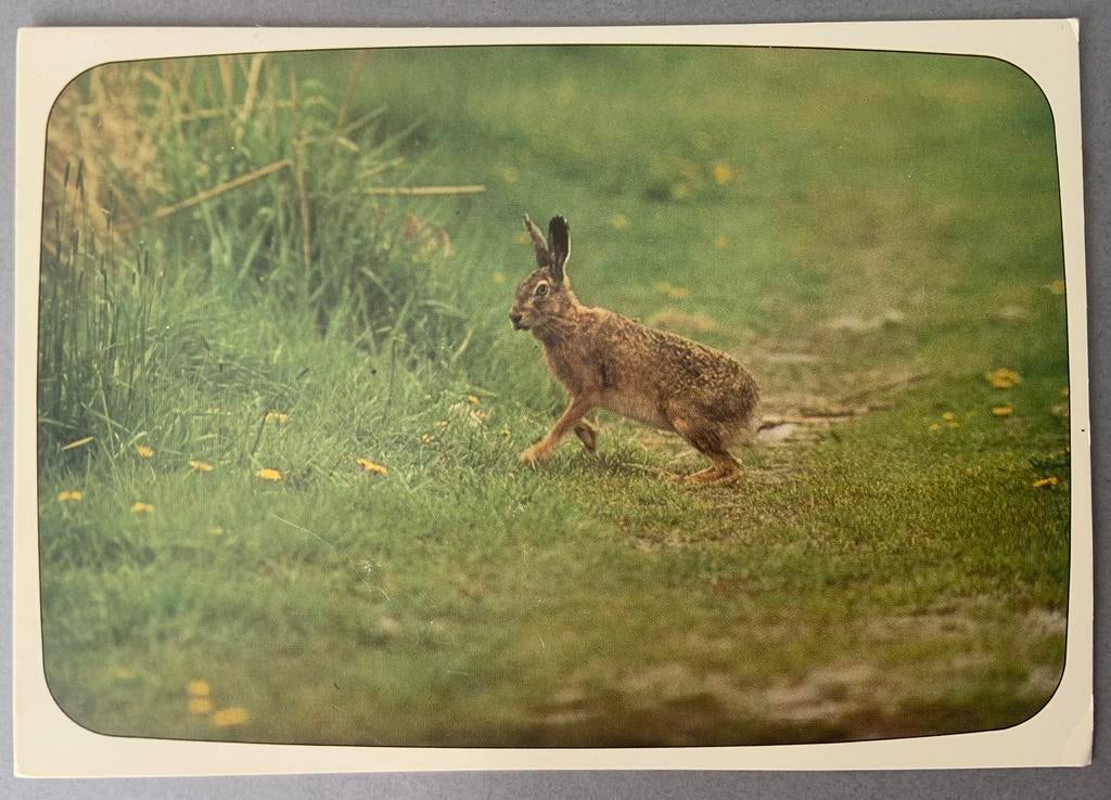 Haas in het veld, Ophalen of Verzenden, Ongelopen, Wild dier