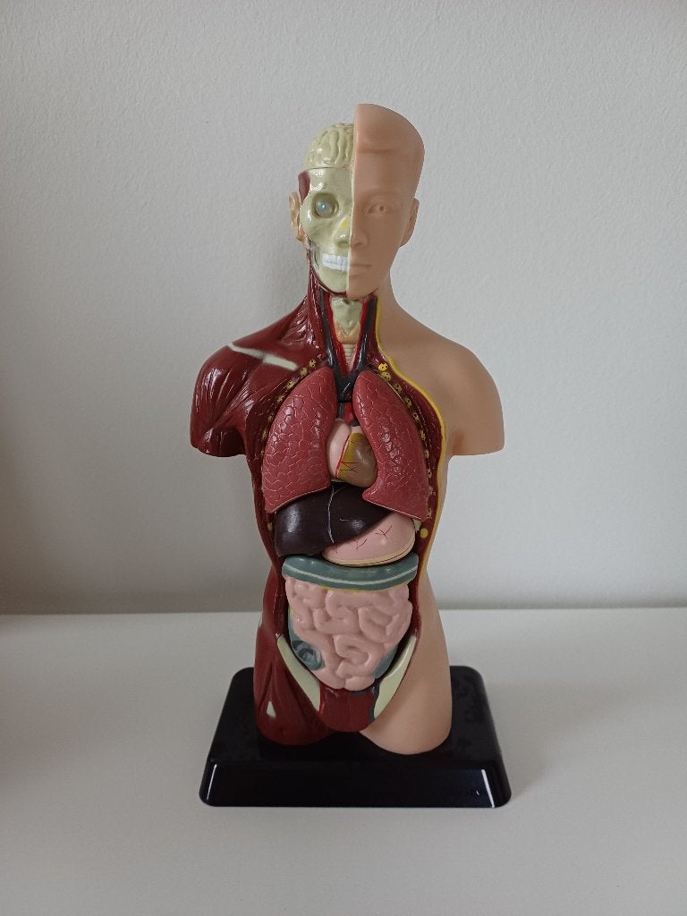 Anatomie model van een torso, Ophalen of Verzenden