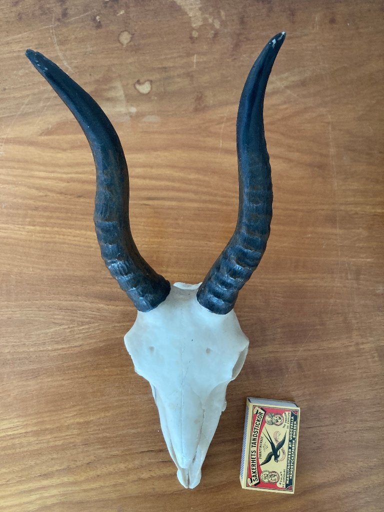 Skull schedel steenbok antilope springbok bok lange hoorns, Ophalen of Verzenden, Zo goed als nieuw, Wild dier, Schedel