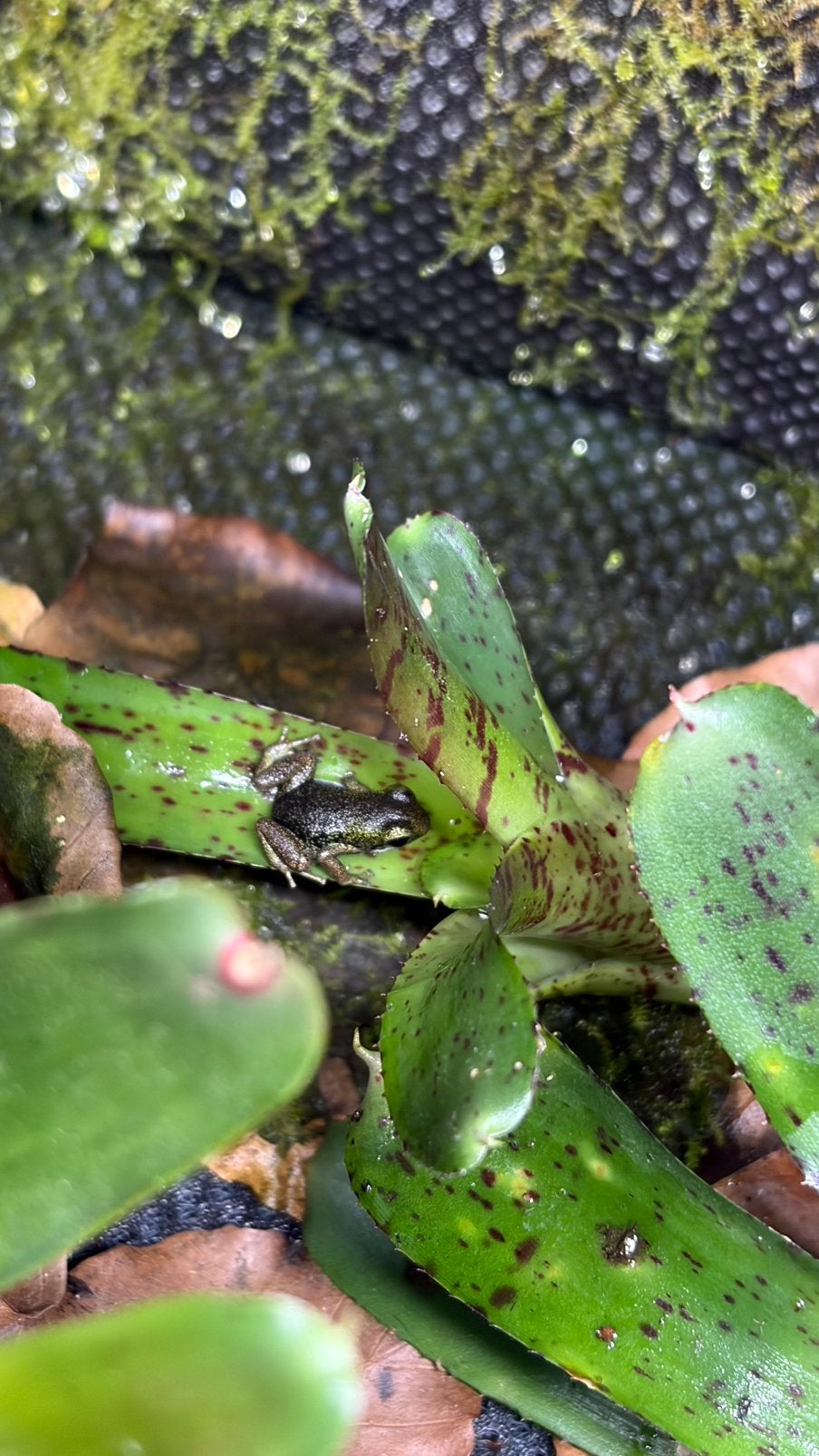 Oophaga Pumilio Loma Partida, Dieren en Toebehoren, Slang, 0 tot 2 jaar