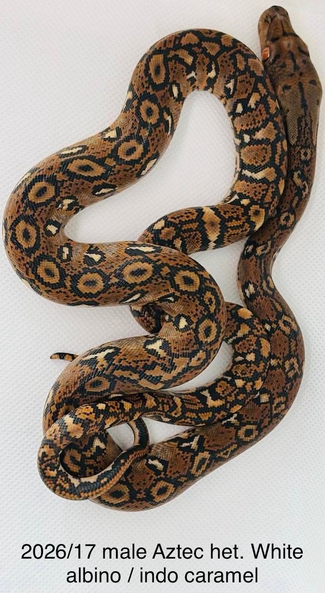 Nakweek Python Reticulatus Reticulated Python photo 12