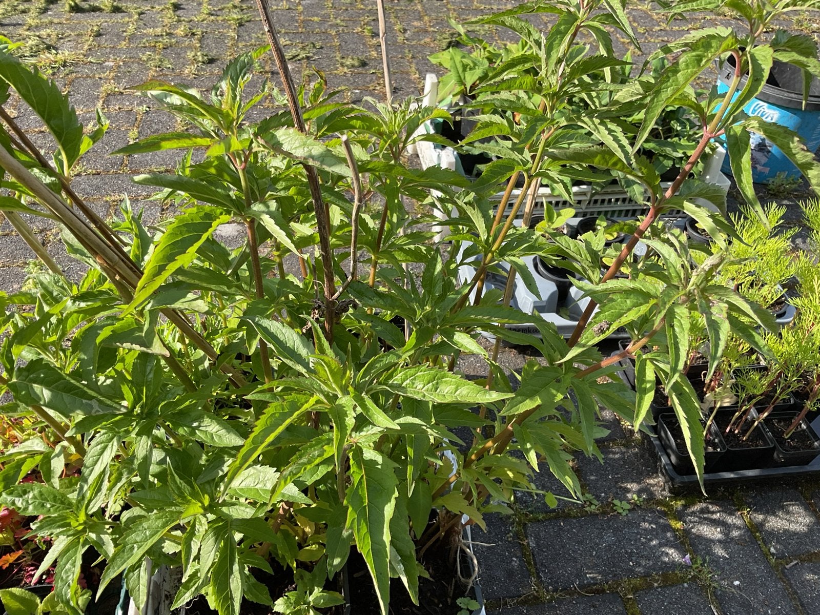 Leverkruid Eupatorium Cannabinum, Tuin en Terras, Ophalen, Overige soorten, Volle zon