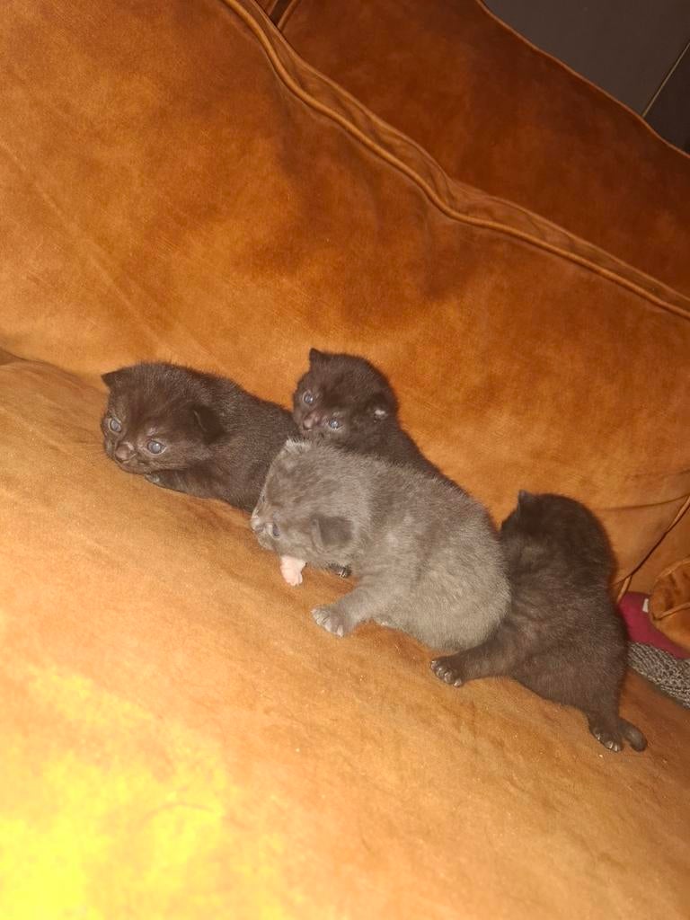 Kittens, Dieren en Toebehoren, Katten en Kittens | Raskatten | Korthaar, Meerdere dieren