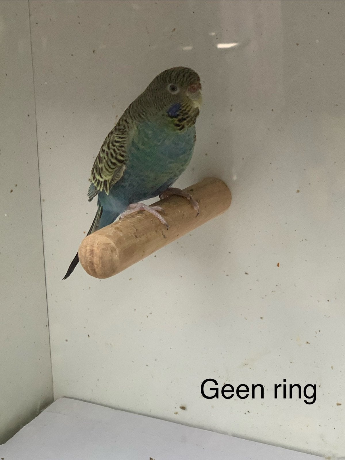 Grasparkiet blackface, Dieren en Toebehoren, Vrouwelijk, Parkiet