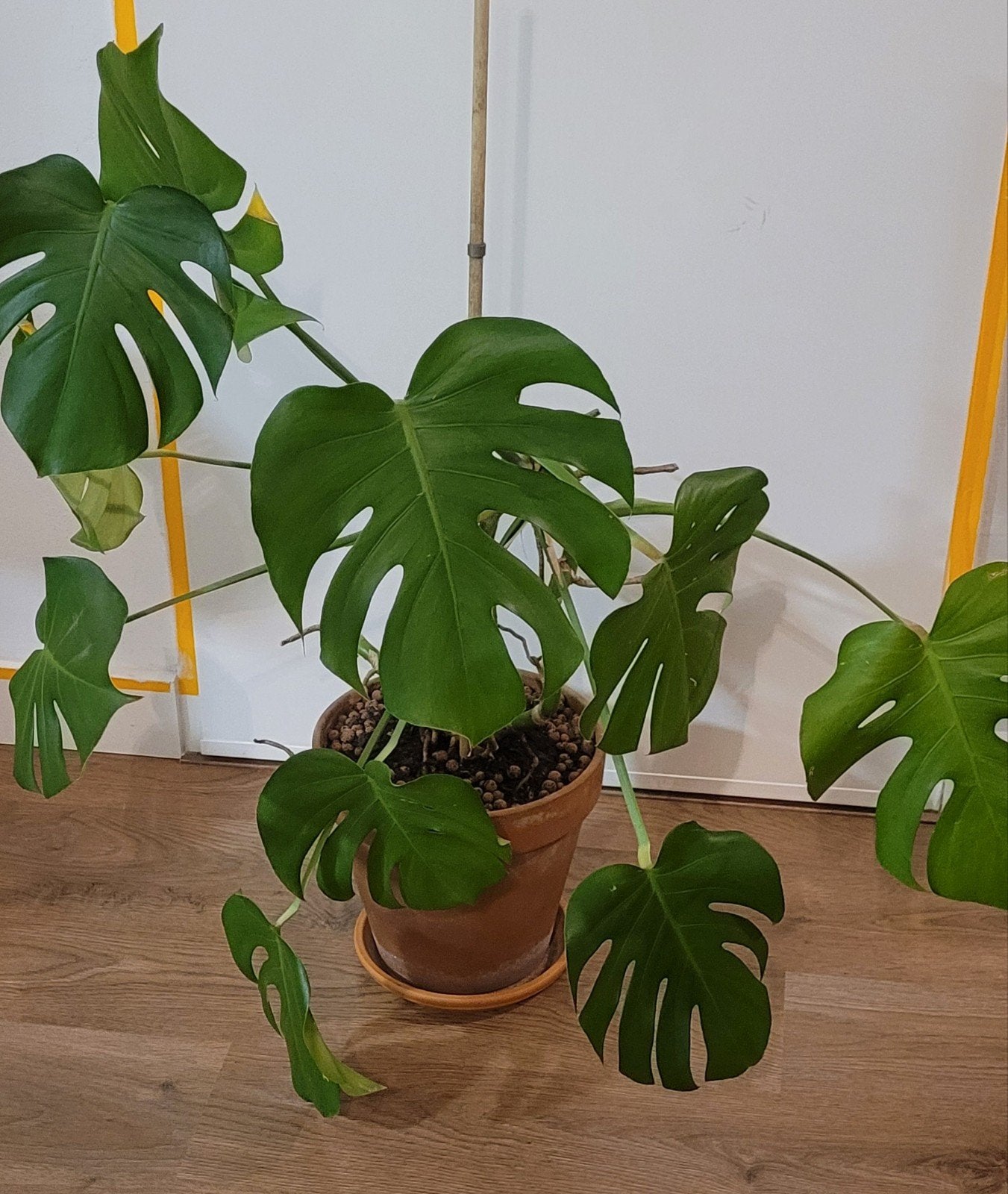 Zeldzame bloeiende Monstera Deliciosa incl. pot, Ophalen