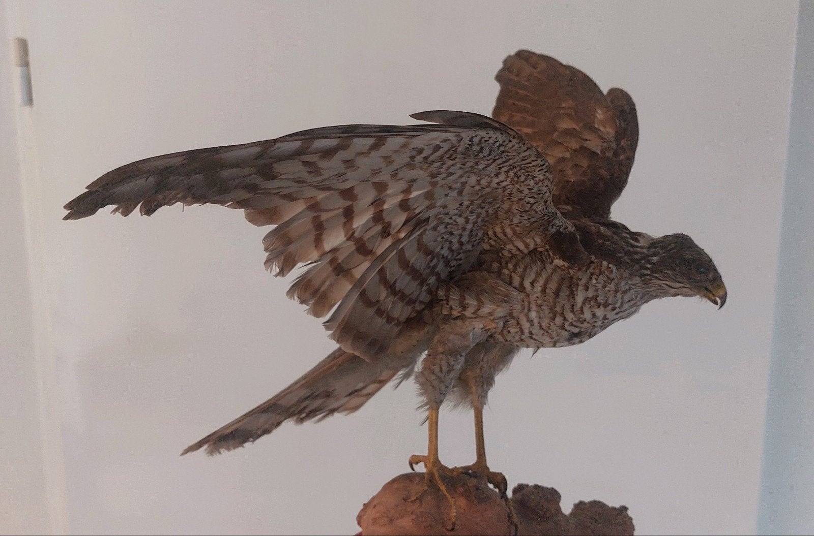 Opgezette Sperwer, Geslacht onbekend, Roofvogel