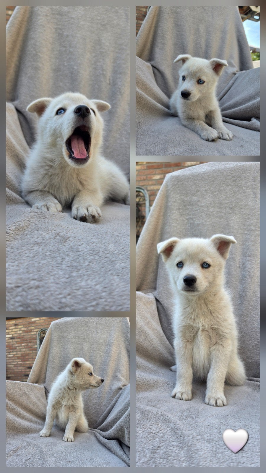 Prachtige pomsky pups🐾, oud en wijs genoeg voor verhuizing!, Overige rassen, 8 tot 15 weken, Meerdere, Meerdere dieren
