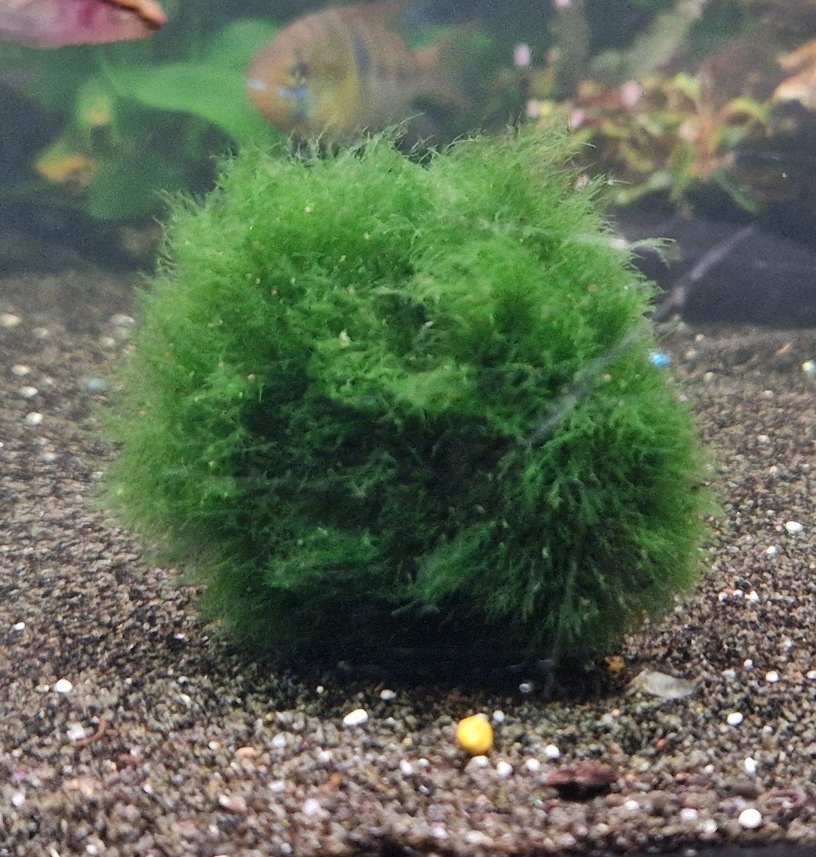 marimo mosballen 2 á 3 cm, Ophalen of Verzenden, Nieuw, Plant(en), Steen of Hout