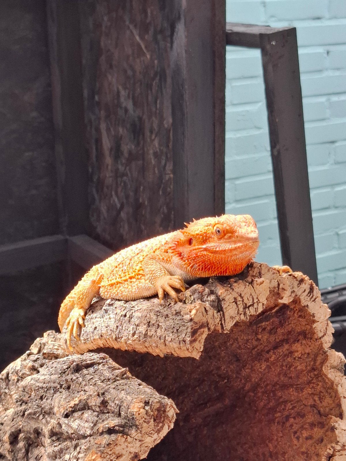 baardagaam vrouwen Bearded Dragon - female for sale from Leslie