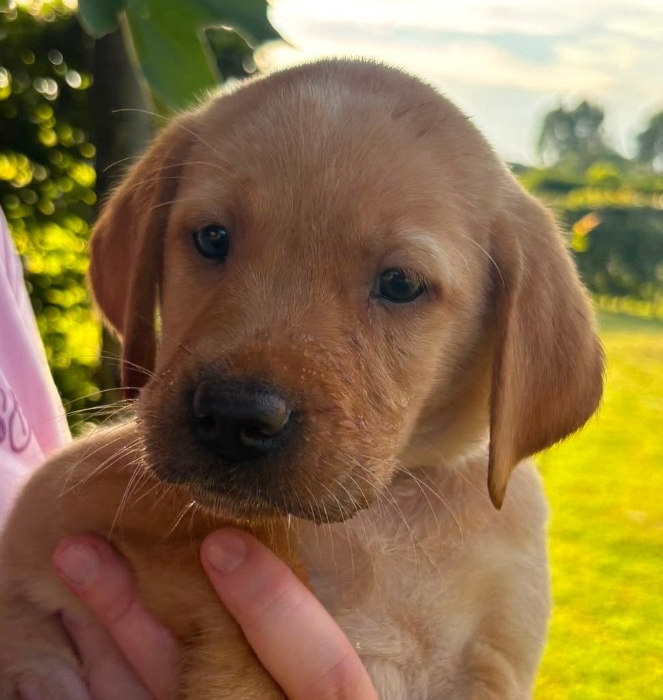 Prachtige raszuivere blonde en red fox labrador pups, 8 tot 15 weken, Labrador retriever, Parvo, Meerdere