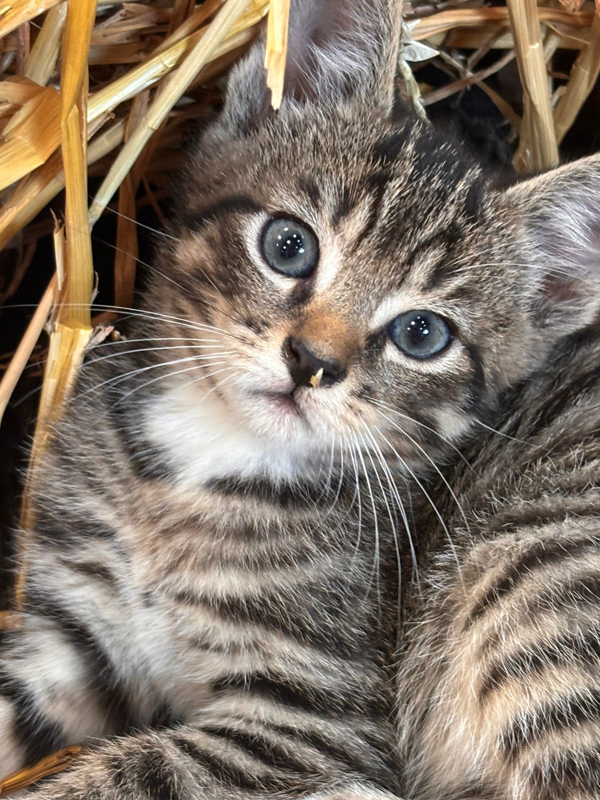 Lieve boerderij kittens, Dieren en Toebehoren, Meerdere dieren