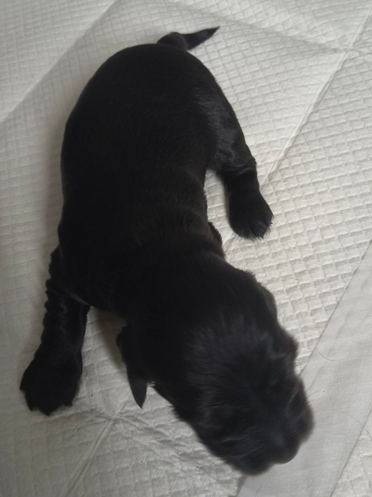 Prachtige Engelse Cocker spaniel pups, CDV (hondenziekte), 8 tot 15 weken, Meerdere, Meerdere dieren