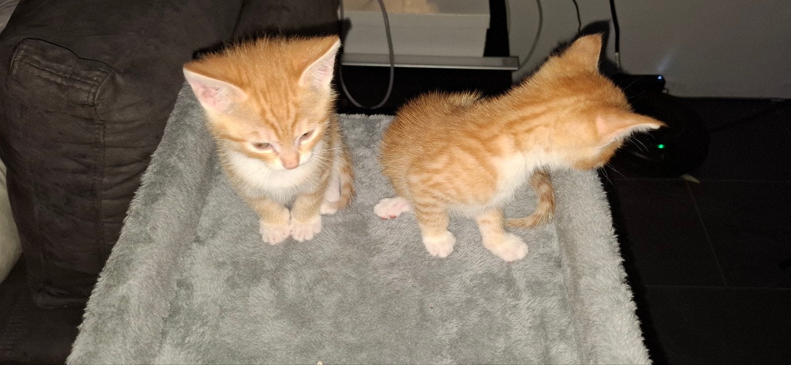 2 rode kittens., Poes, Kortharig, 0 tot 2 jaar