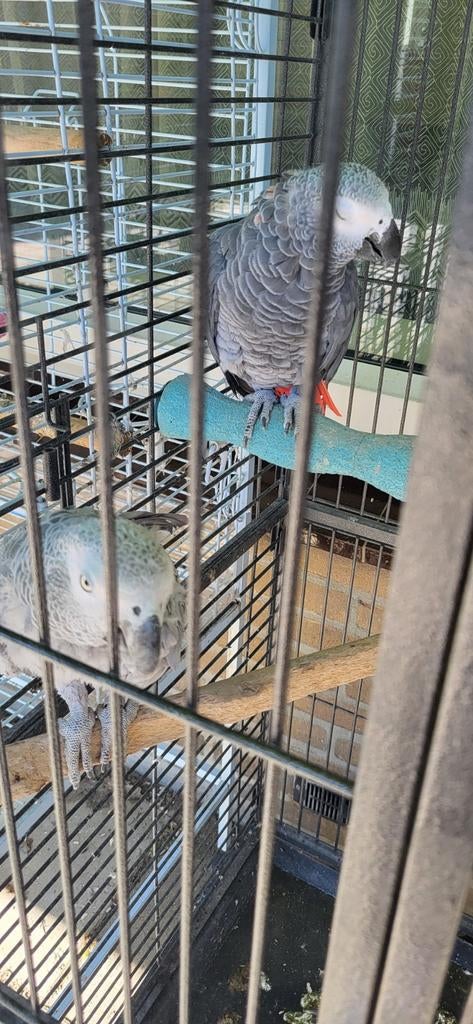 Grijze roodstaart, Meerdere dieren, Papegaai