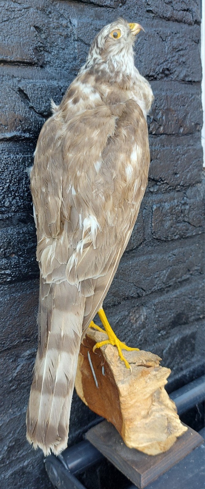 Opgezette roofvogel - Prachtige decoratie, Verzamelen, Ophalen of Verzenden, Gebruikt, Vogel, Opgezet dier
