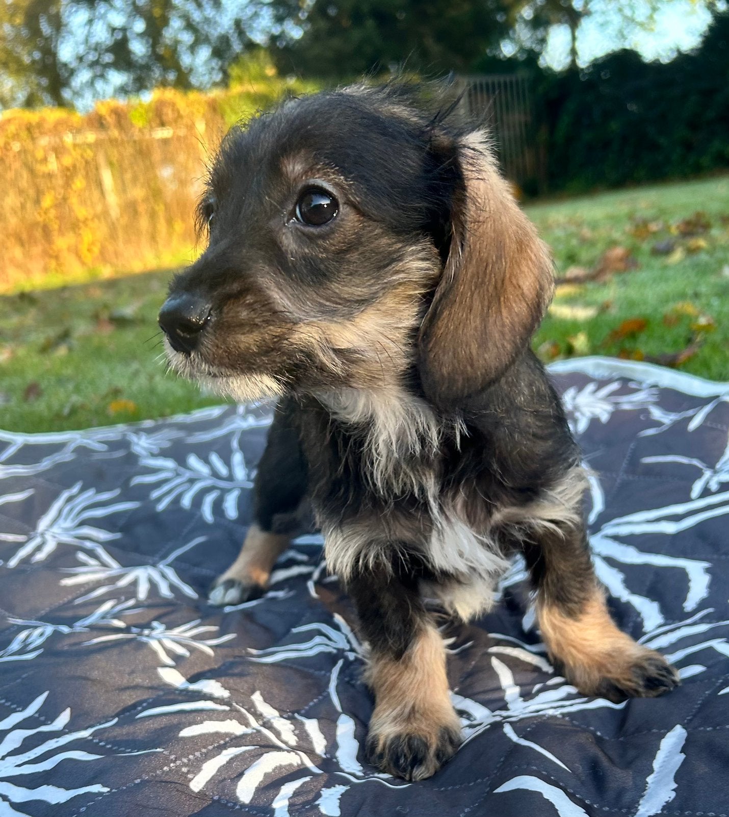 Doxiepoo pups (teckel x poedel), Dieren en Toebehoren, Parvo, 15 weken tot 1 jaar, Dwerg, Meerdere