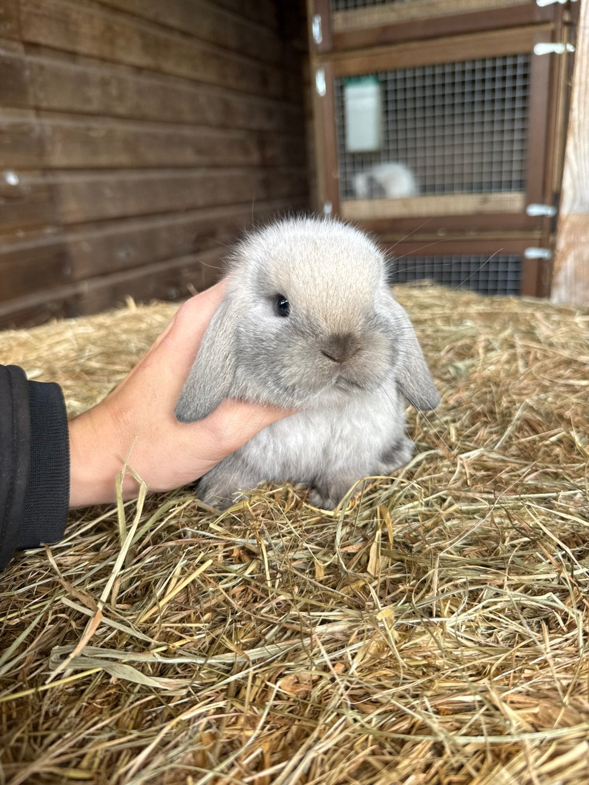Prachtige raszuivere minilop konijntjes, Meerdere dieren, Dwerg