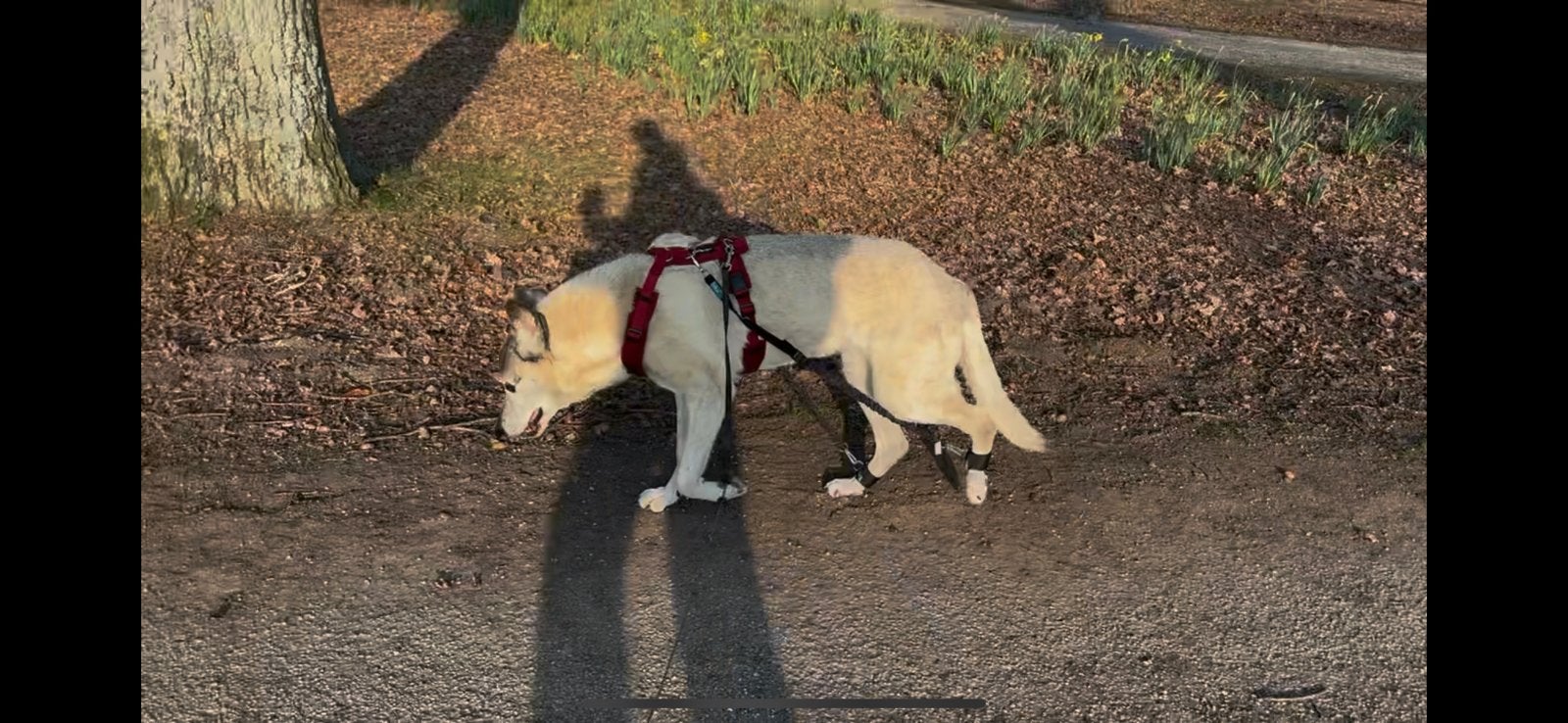 Biko hondenexpander (loophulp) + Petlando tuig, Dieren en Toebehoren, Ophalen of Verzenden, Gebruikt