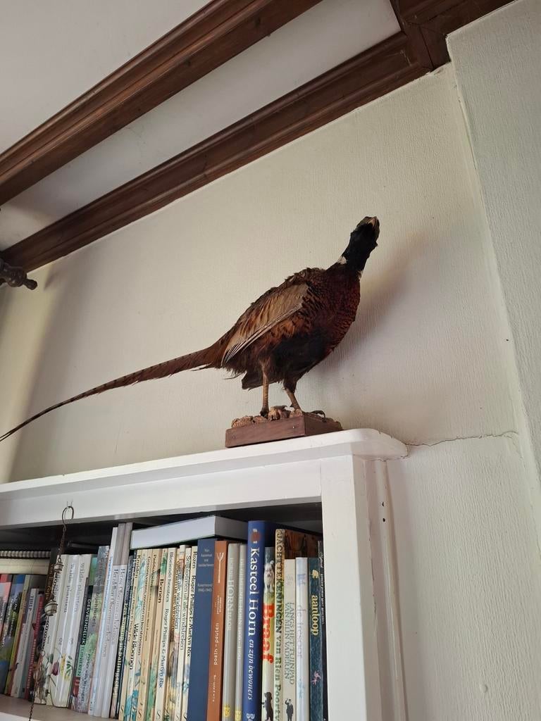 Opgezette fazant, taxidermie, Ophalen, Zo goed als nieuw