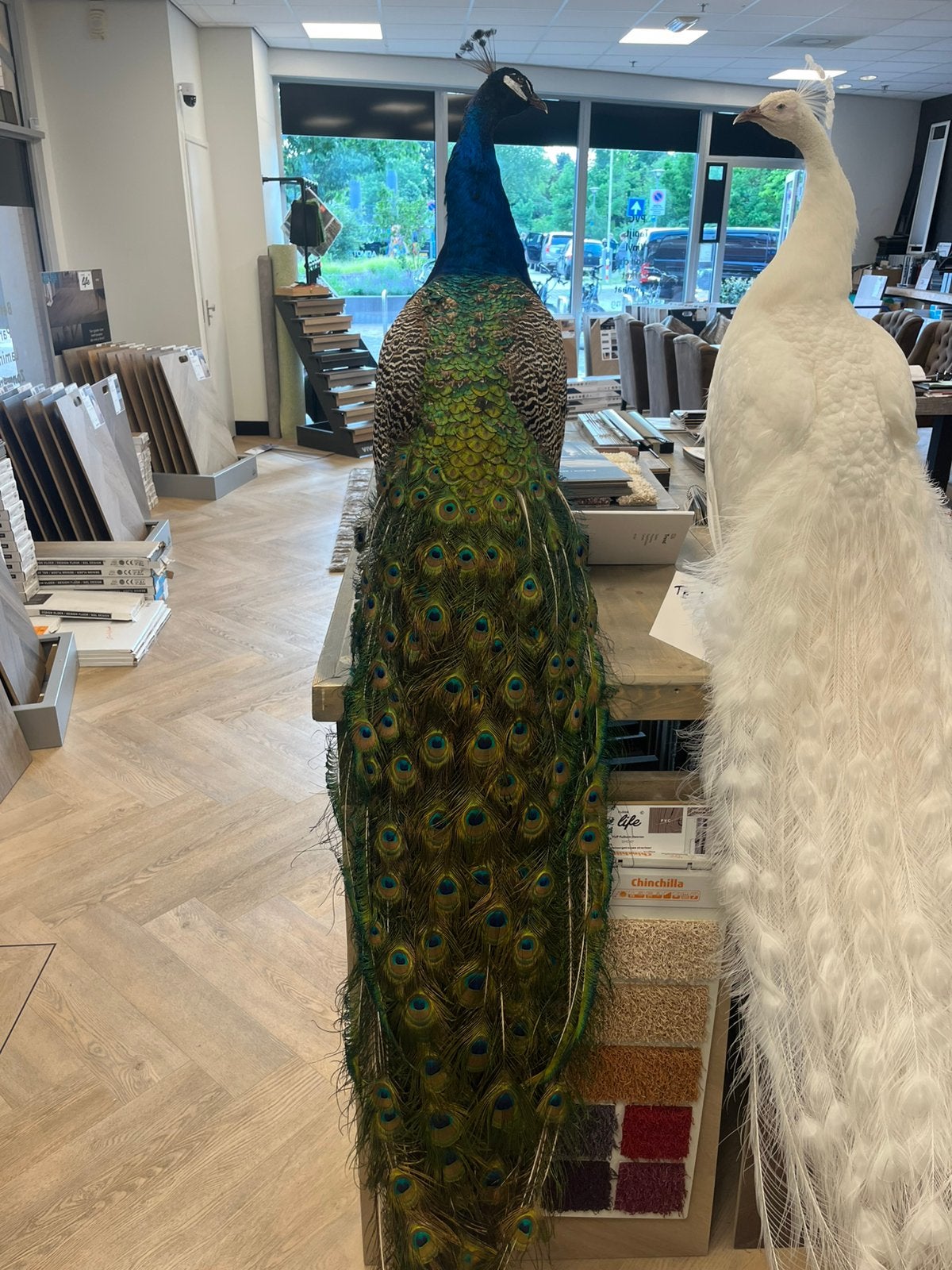 Opgezette gekleurde pauw Taxidermie, Ophalen, Zo goed als nieuw, Vogel, Opgezet dier