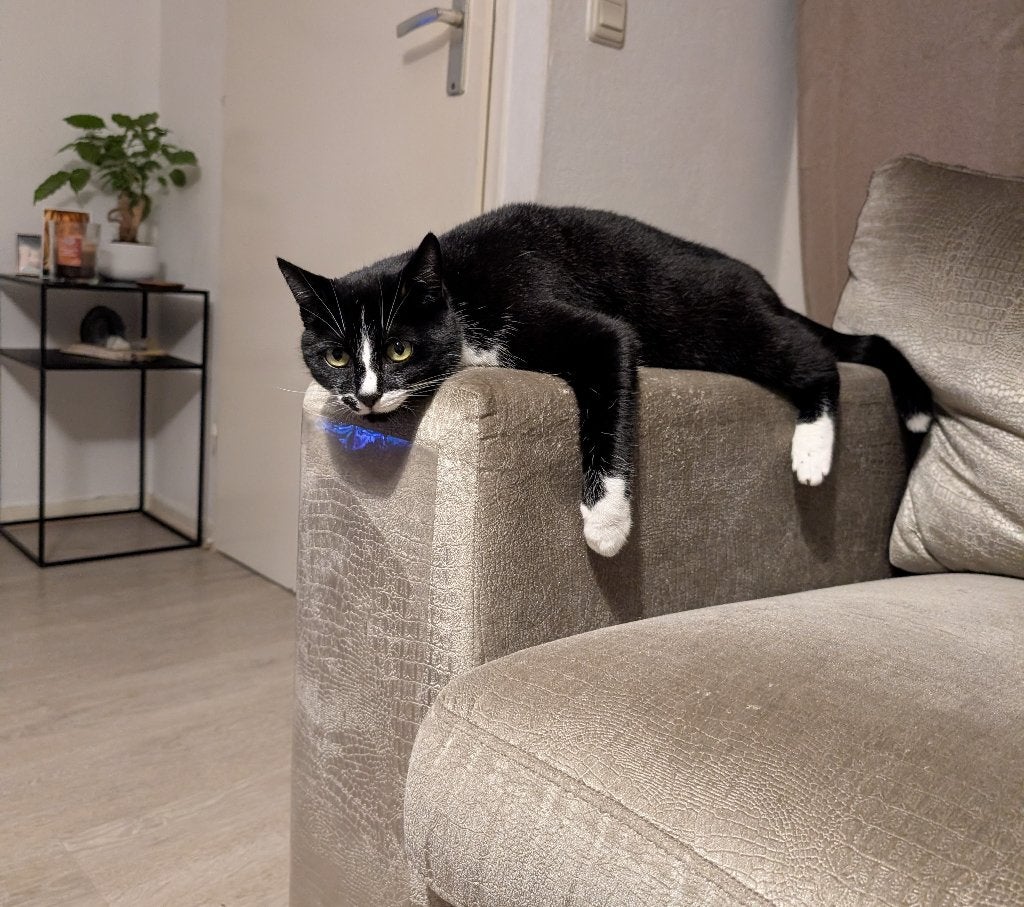 Lieve luie poes, Poes, 6 jaar of ouder