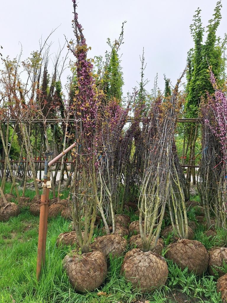 Cercis Siliquastrum🌿🌺 (Judasboom) meerstam🌳, Tuin en Terras, Ophalen, Zomer, Volle zon, Overige soorten