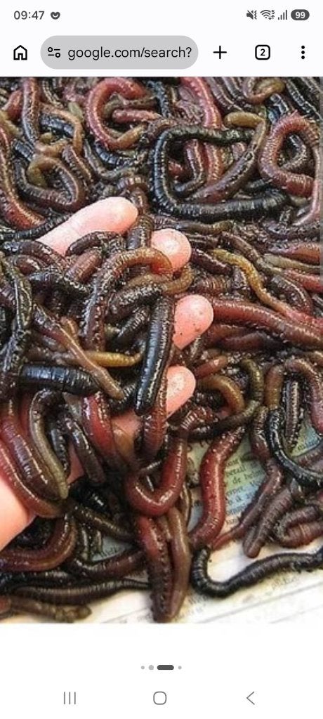 Zeepieren klein,middel of groot, Ophalen, Nieuw, Overige typen