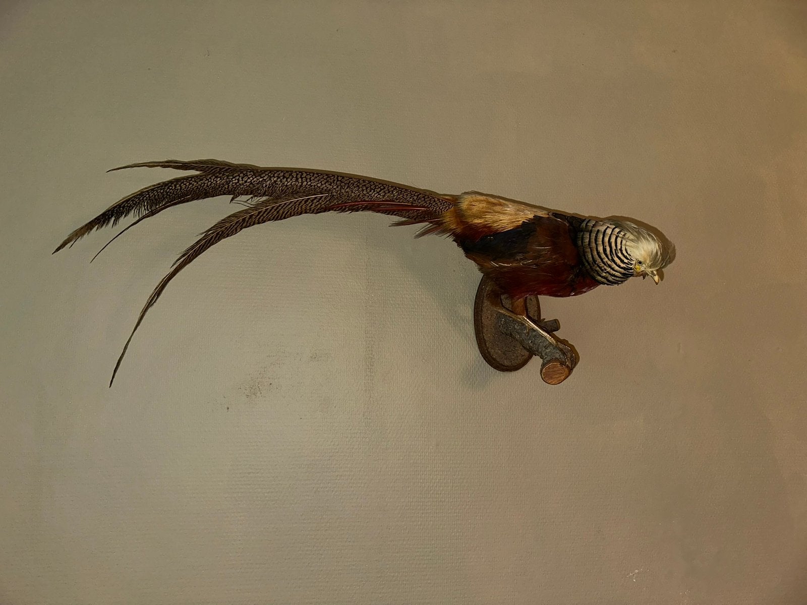 Grote opgezette goudfazant taxidermie, Ophalen of Verzenden, Zo goed als nieuw, Vogel, Opgezet dier