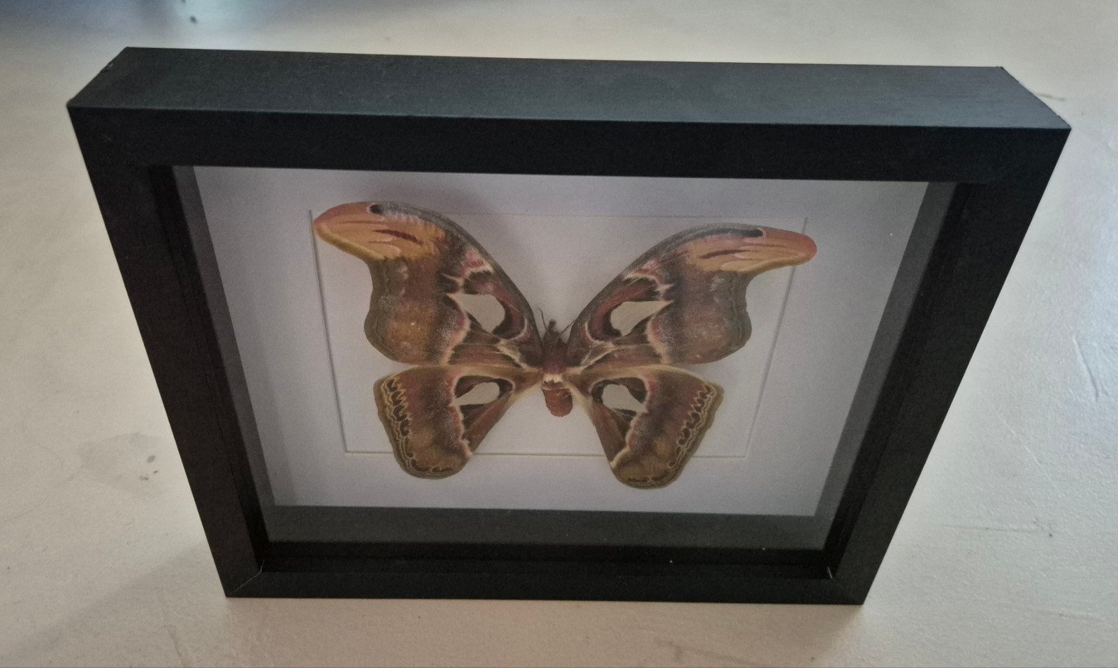 Ingelijste Atlasvlinder, Ophalen of Verzenden, Nieuw, Insect, Opgezet dier