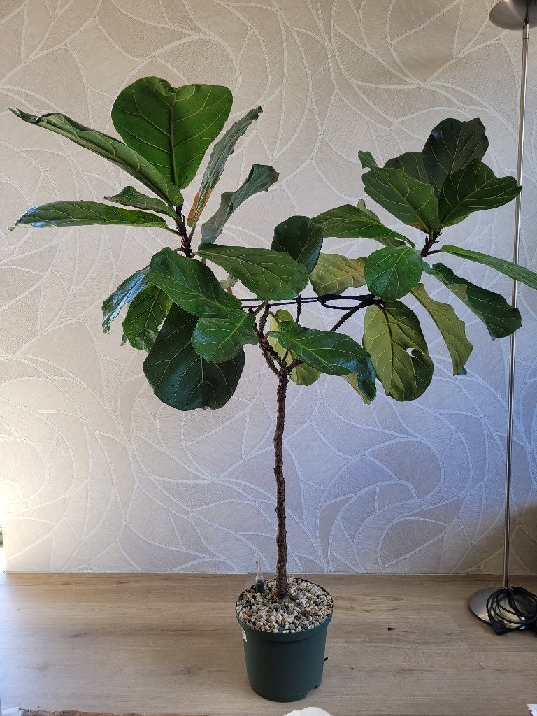 Ficus lyrata (vioolbladplant) op stam, hydrocultuur, Ophalen, Ficus, 100 tot 150 cm, Halfschaduw
