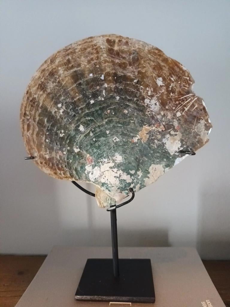 Koffietafelboek dienblad decoratie schelpj op voet sculptuur, Huis en Inrichting, Woonaccessoires | Overige, Nieuw, Natuurlijk materiaal