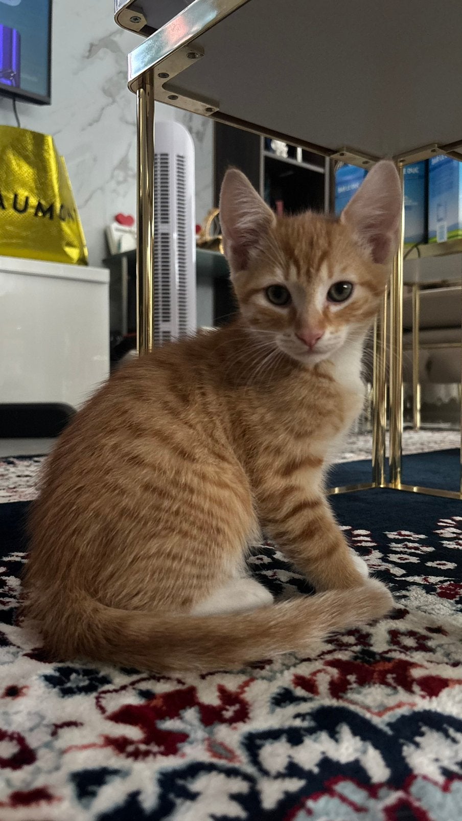 Amerikaanse/Europeese korthaar kittens, Meerdere dieren, Kortharig, 0 tot 2 jaar