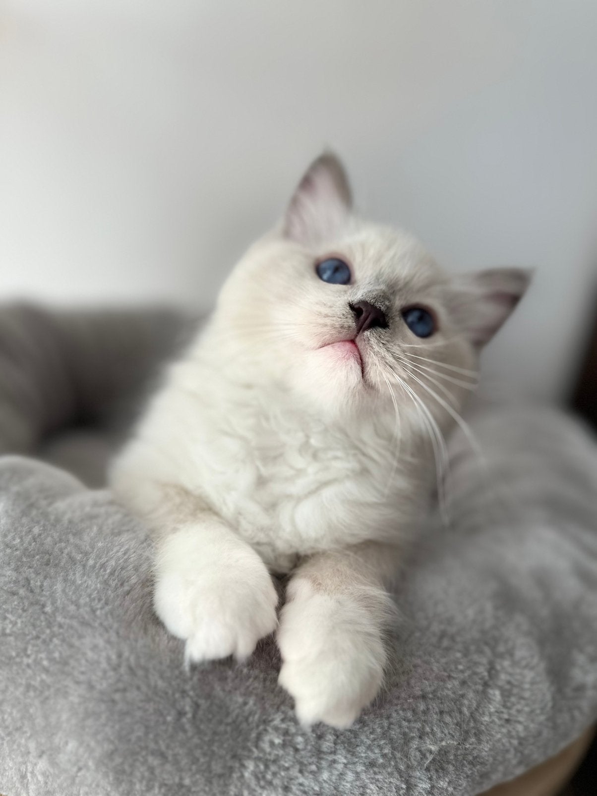 Prachtige ragdoll kater ASLAN stamboom voor de fokkerij, Kater, Ontwormd