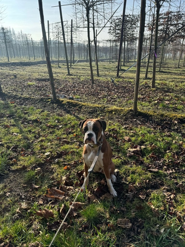 Boxer Puppy netjes juli 2026, Parvo, Overige rassen, 8 tot 15 weken, Meerdere
