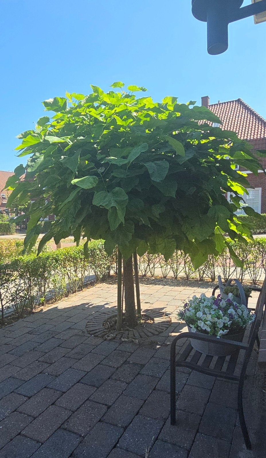 Mooie bolcatalpa trompetboom GRATIS, Ophalen, Bolboom, 100 tot 250 cm