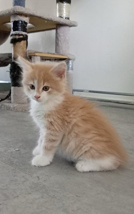 Maine Coon kittens XL klaar voor vertrek, Meerdere dieren, Ontwormd, 0 tot 2 jaar