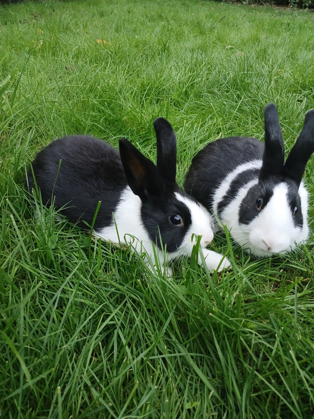 2 jonge Hollander rammen, Dieren en Toebehoren, Mannelijk, Middelgroot, 0 tot 2 jaar