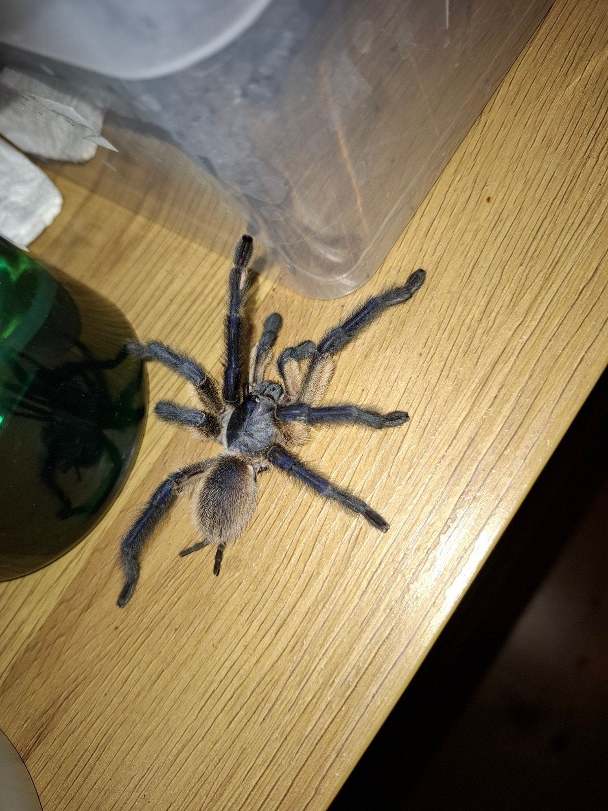 balfurii male fresh, Dieren en Toebehoren