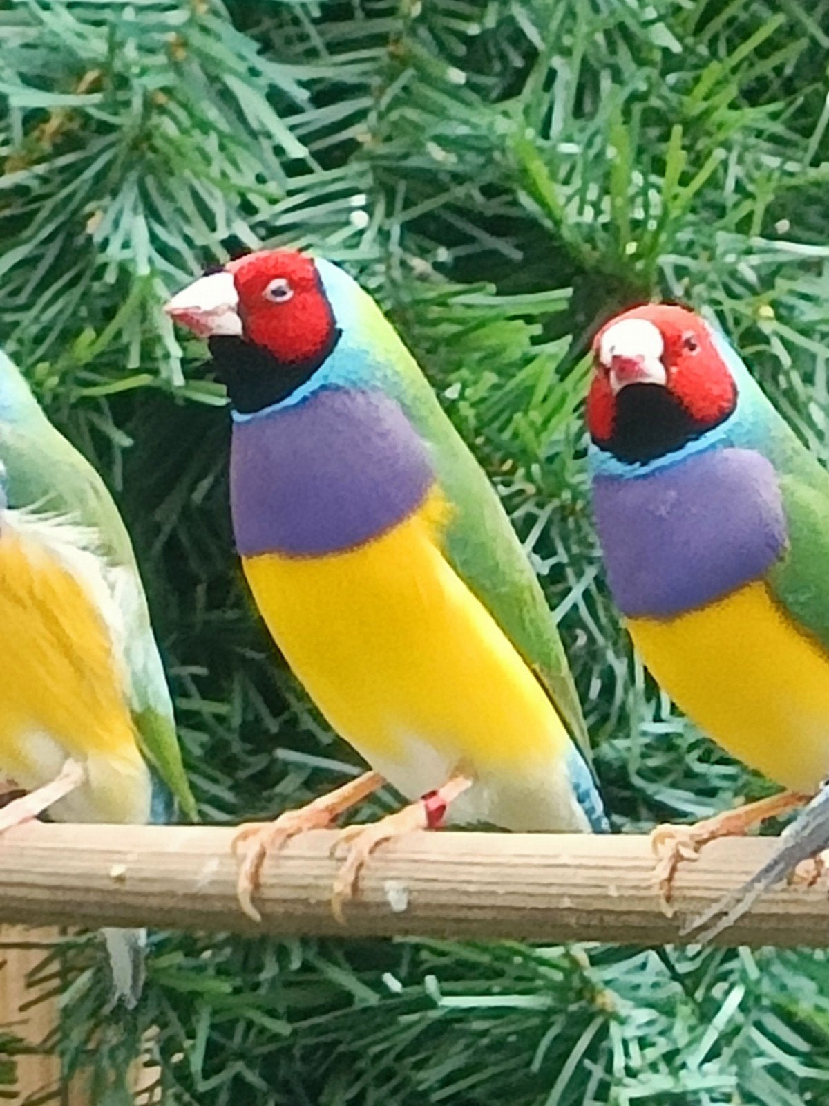 Goulds amadines, Mannelijk