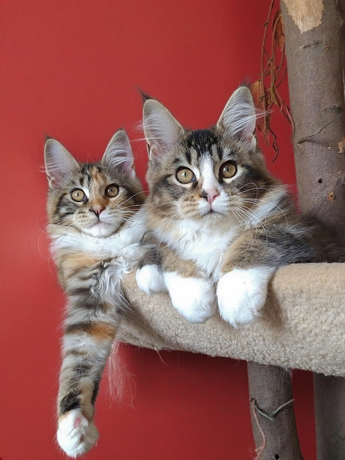Maine Coon 2x poes Raszuiver, Yin en Yang, samen € 1500,-!, Meerdere dieren, Gechipt, 0 tot 2 jaar