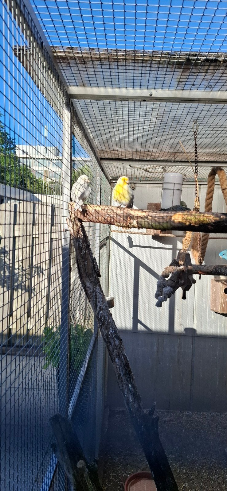 Koppel kanaries, Dieren en Toebehoren, Vogels | Kanaries, Meerdere dieren, Kleurkanarie