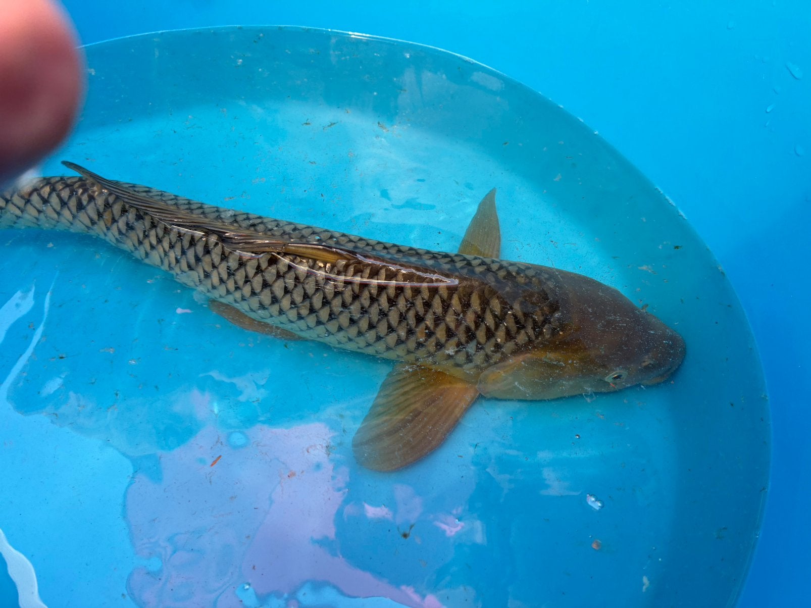 Drie koi ogata, Karper of Koi