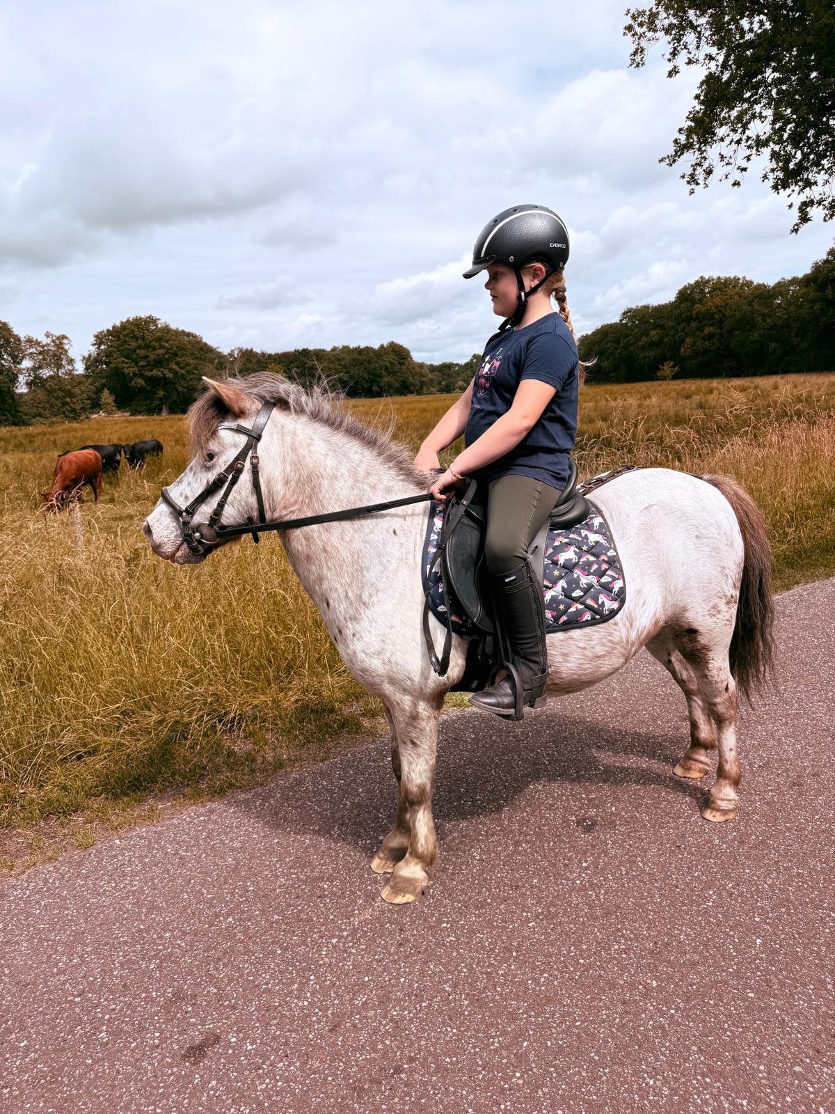 Grote brave shetlander, Dieren en Toebehoren, Pony's, Ruin, A pony (tot 1.17m), Recreatiepony, 11 jaar of ouder