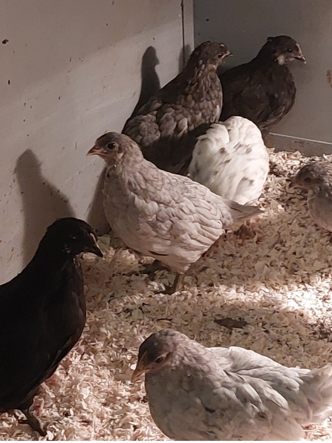 broedeieren van de silverudd bleu, Dieren en Toebehoren, Geslacht onbekend, Kip