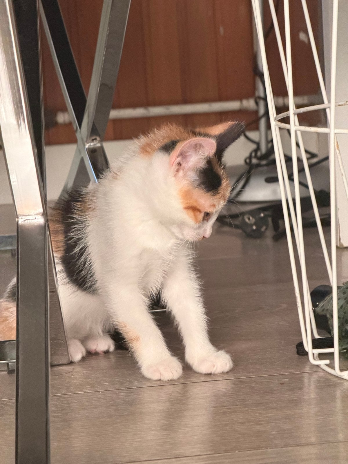 GRATIS kitten, Poes, Kortharig, 0 tot 2 jaar