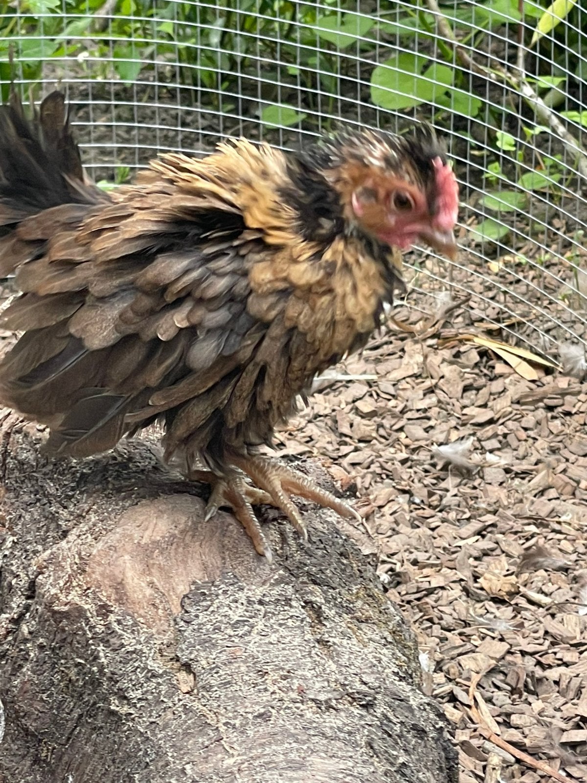 Serama - 2x krulveer kuikens; gratis, Dieren en Toebehoren, Pluimvee, Mannelijk, Kip