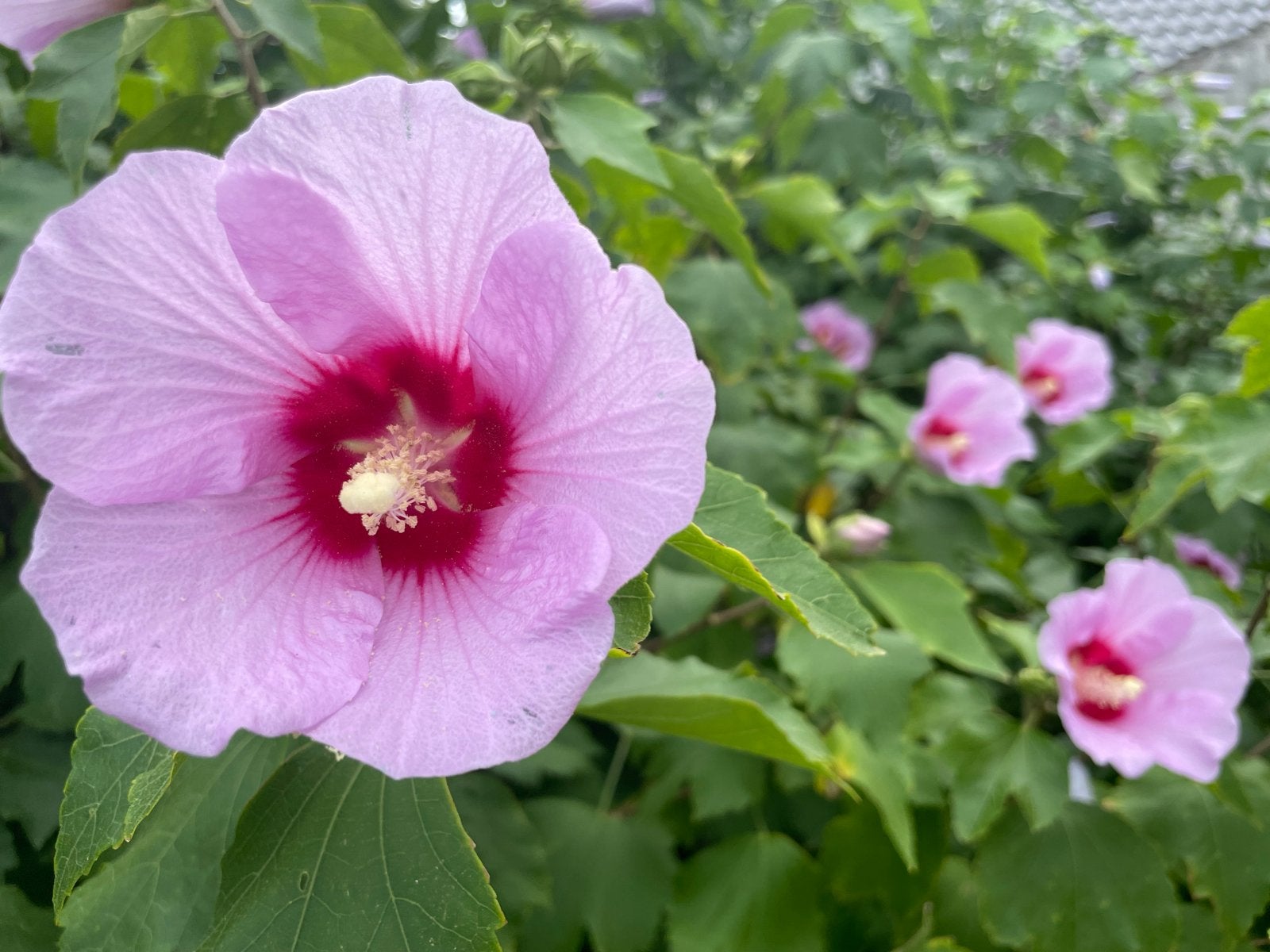 Hibiscus syriacus - Tuinhibiscus roze, Volle zon, Vaste plant, Zomer, Ophalen